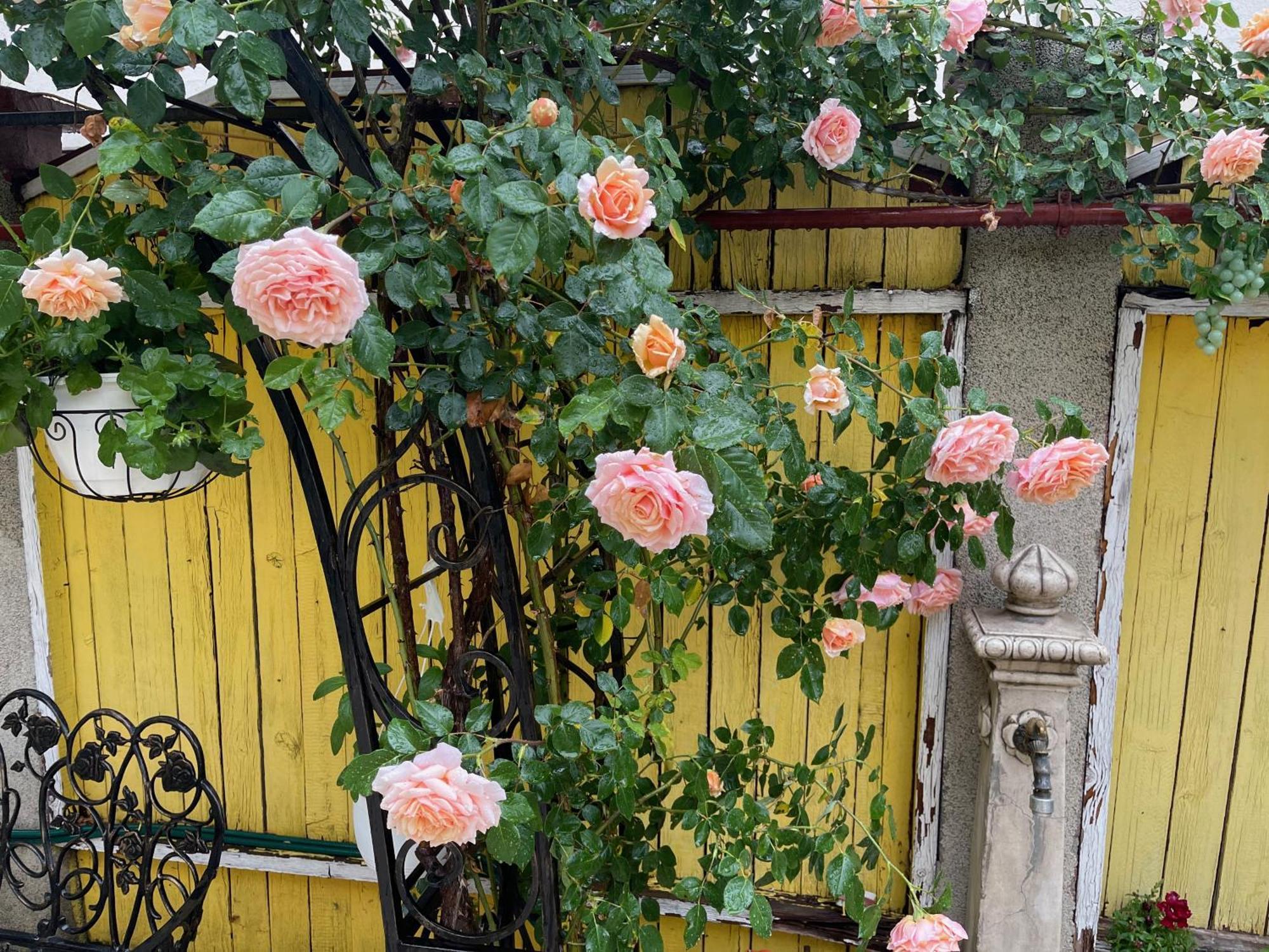 Luxurious Villa With Lush Garden And Huge Terrace Near Herastrau Park Bucureşti Exterior foto